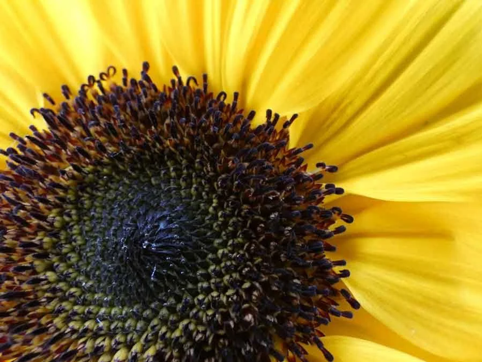 Nahaufnahme einer Sonnenblume. Das Zentrum ist dunkel mit vielen kleinen Teilen, umgeben von hellgelben Blütenblättern.