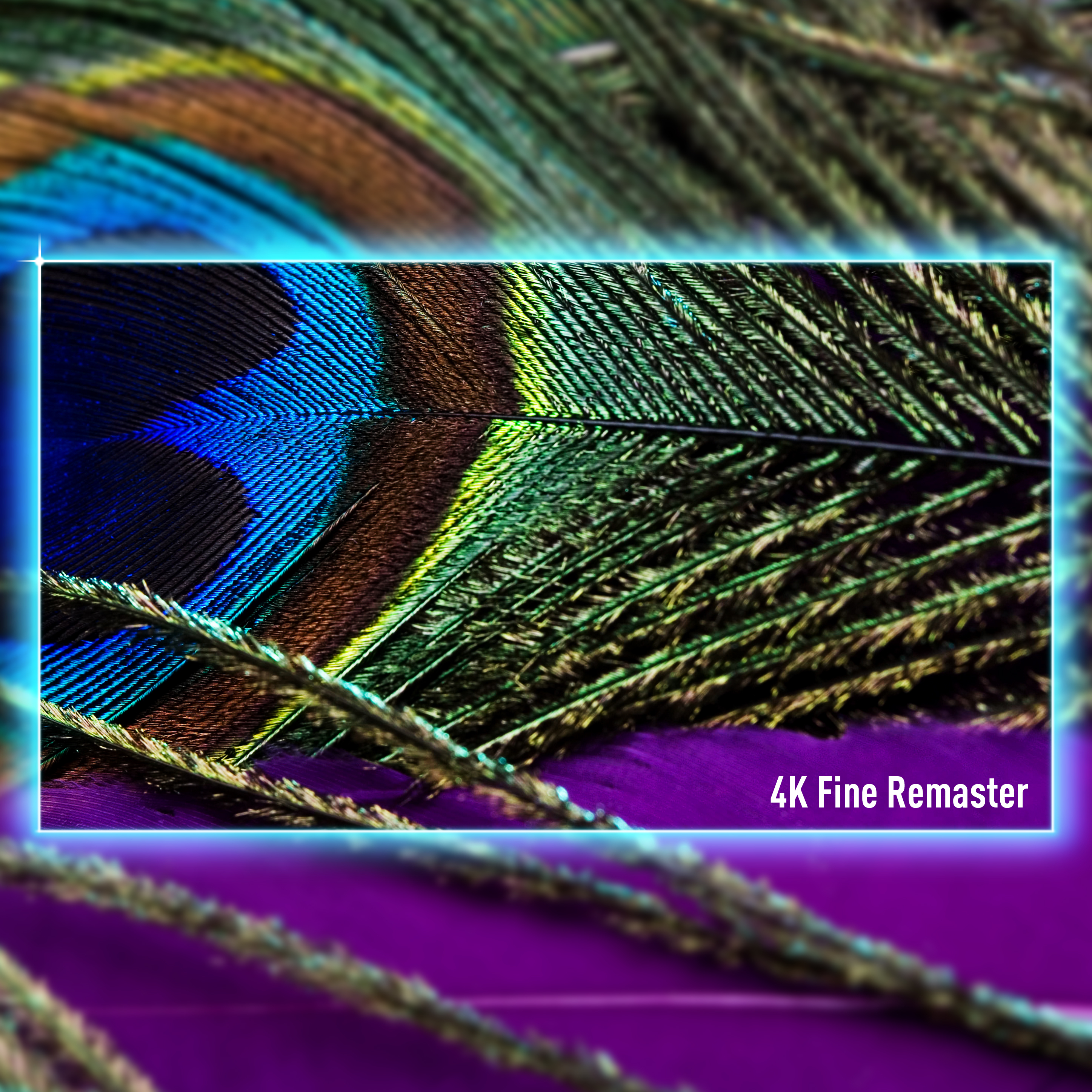 Gros plan sur une plume de paon avec des tons bleus, verts et bruns sur fond violet. 4K Fine Remaster.