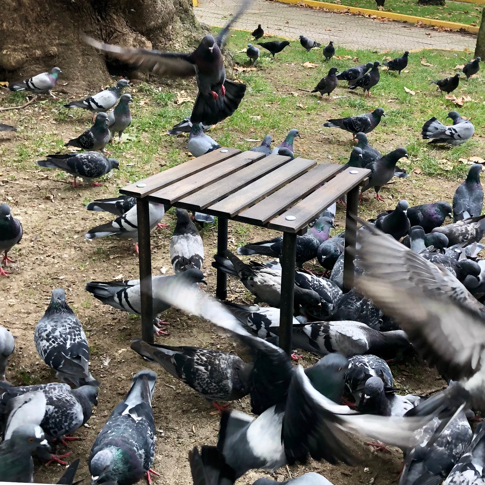 Bir parkta küçük bir ahşap masanın yakınında birçok güvercin toplanmış. Bazıları uçuyor, diğerleri yerde.