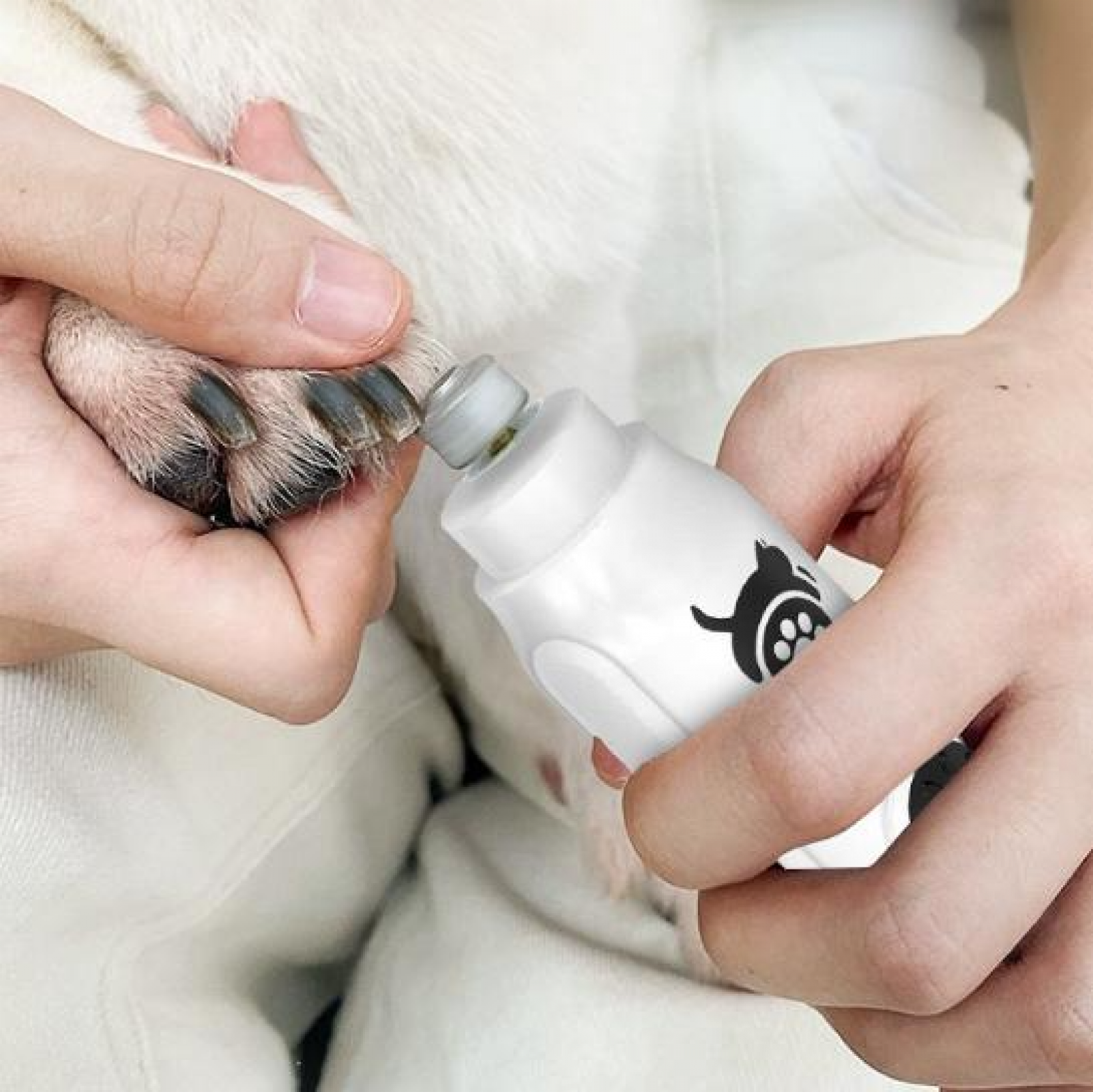 Eine Person schneidet dem Hund die Nägel mit einem elektrischen Nagelknipser. Der Hund hat weißes Fell. Der Schleifer ist weiß mit einem schwarzen Pfotenabdruck.