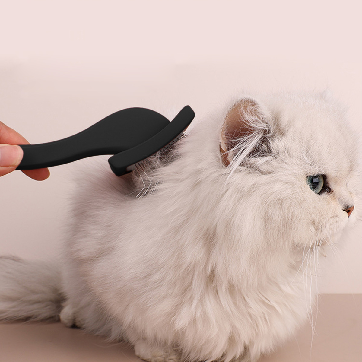 Eine Person bürstet eine flauschige weiße Katze mit einer schwarzen Bürste. Die Katze hat grüne Augen und schaut nach rechts.