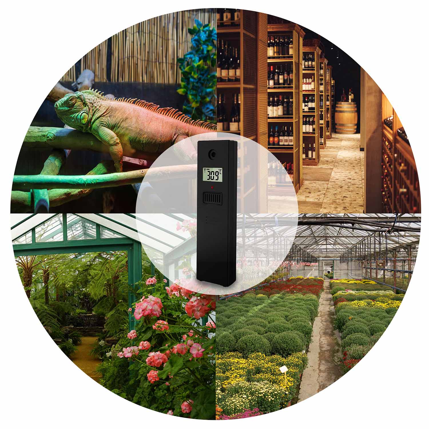 Kolaż z różnymi obrazami: jaszczurka na gałęzi, piwnica z winami, szklarnia z kwiatami i szklarnia z roślinami.