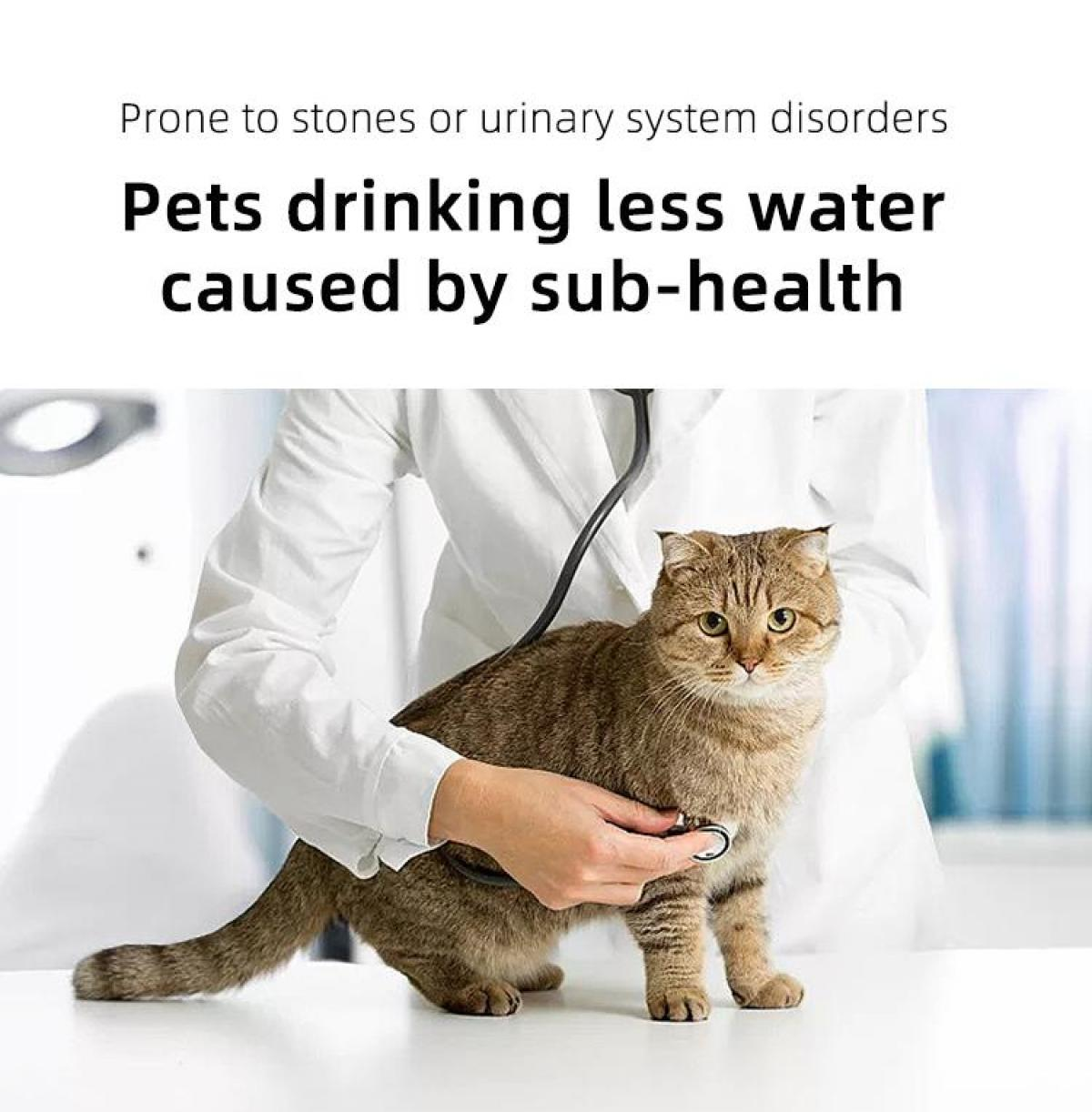Ein Tierarzt untersucht eine Katze mit einem Stethoskop. Text: Haustiere trinken weniger Wasser, verursacht durch Untergesundheit.