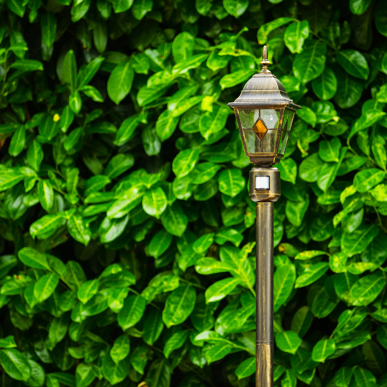 Eine antike bronzefarbene Laterne steht vor einer üppigen grünen Hecke. Die Laterne hat ein Glasgehäuse mit einem rautenförmigen Design.