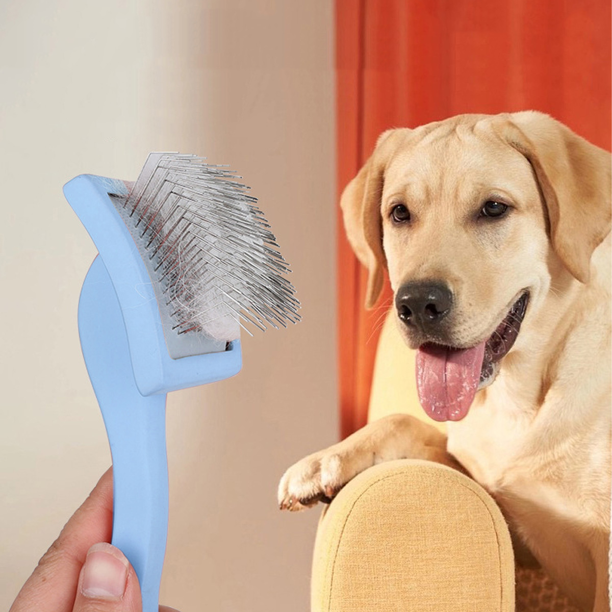 Eine hellblaue Haustierbürste wird in der Nähe eines gelben Labrador Retrievers gehalten. Der Hund sitzt auf einem gelben Stuhl, Zunge draußen.