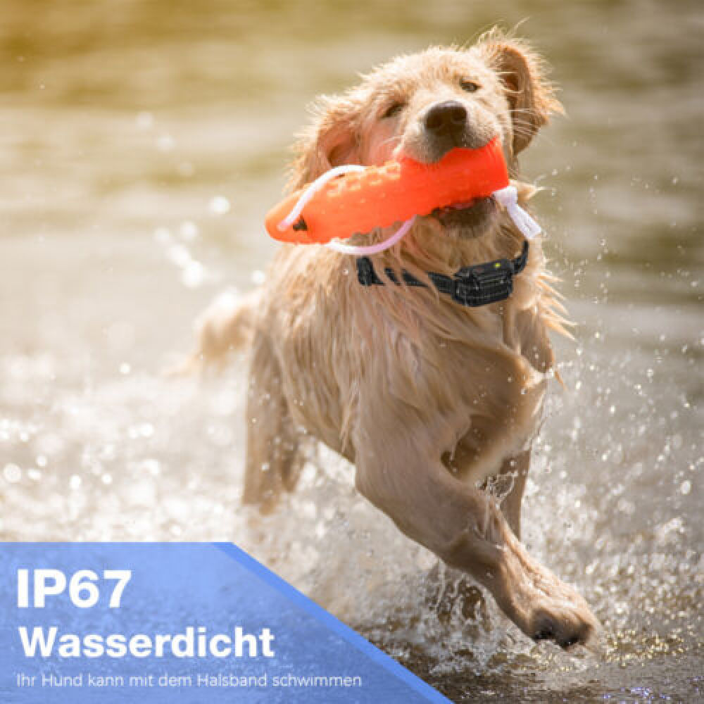 Ein Golden Retriever rennt im Wasser und hält ein oranges Spielzeug. Wasser spritzt um ihn herum. Der Hund trägt ein Halsband.