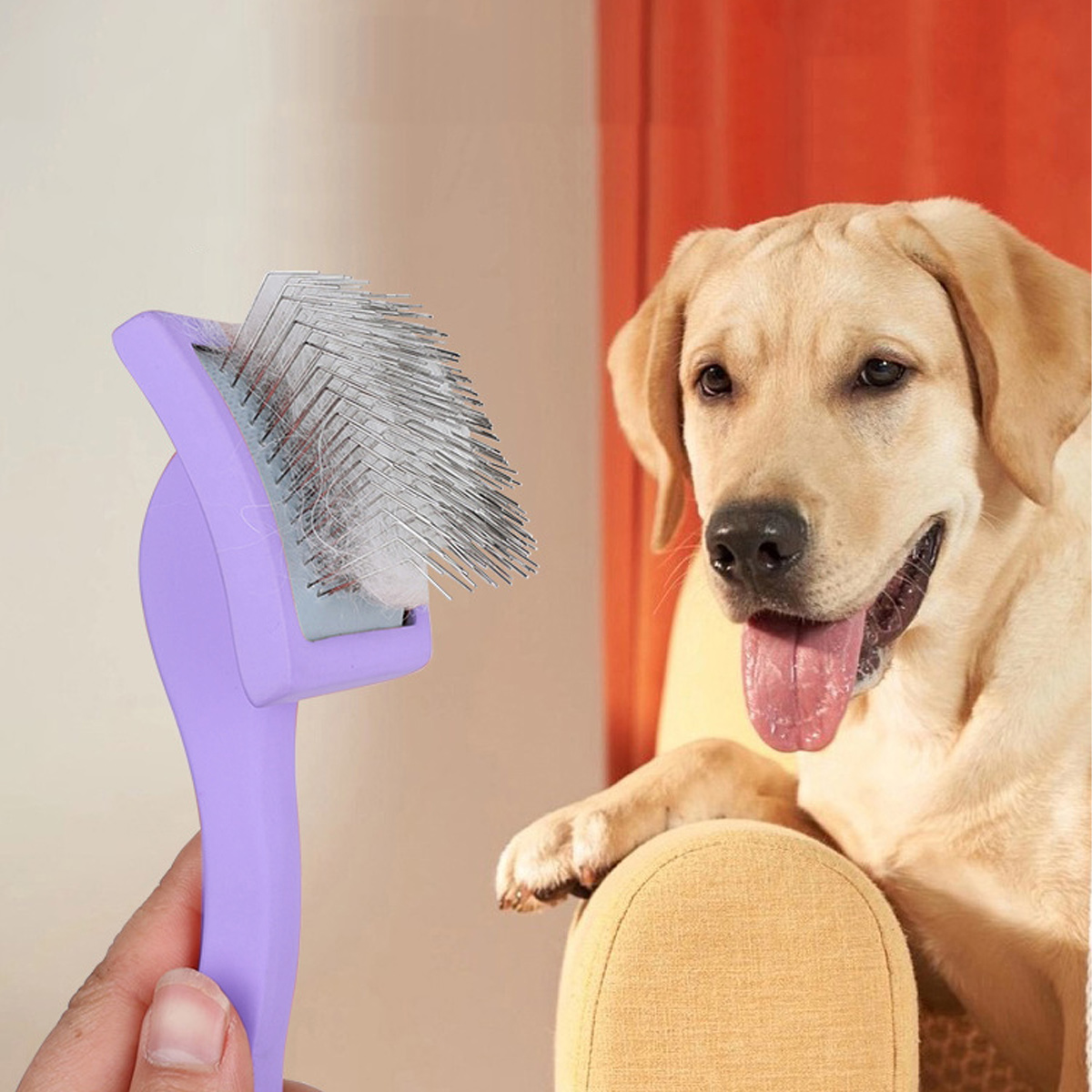 Eine Person hält eine lila Haustierbürste. Ein Golden Retriever sitzt auf einem gelben Stuhl und sieht die Bürste an.