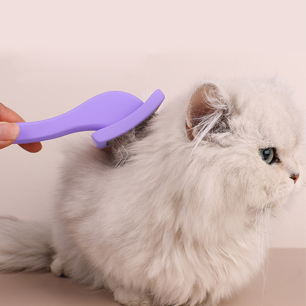 Eine Hand bürstet eine flauschige, weiße Katze mit einer lila Bürste. Die Katze hat blaue Augen und schaut nach rechts. Der Hintergrund ist schlicht.
