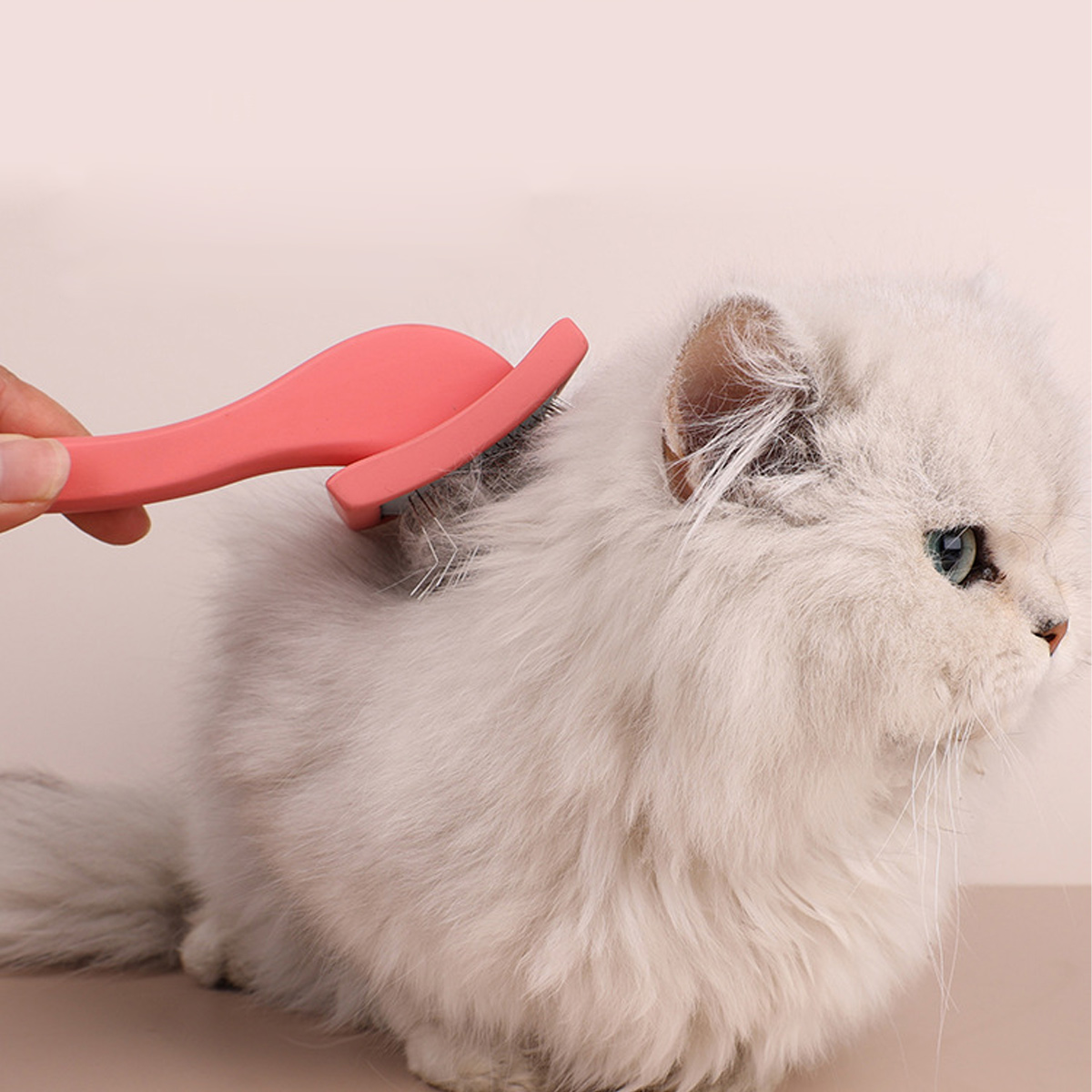 Eine Person bürstet eine flauschige, weiße Katze mit einer rosa Bürste. Die Katze hat grüne Augen und blickt nach rechts.