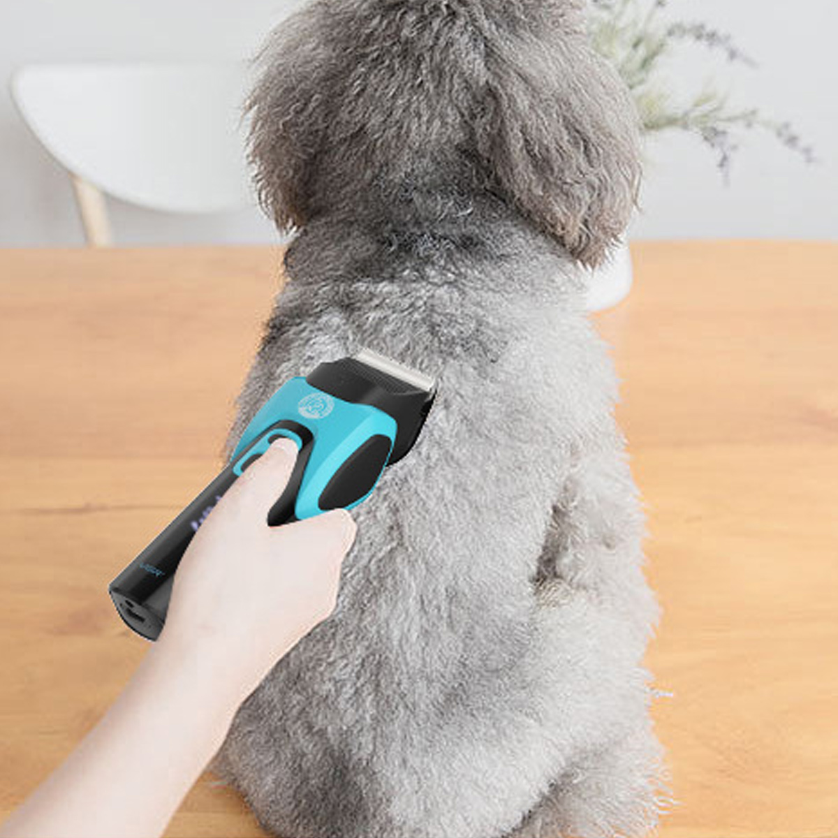 Eine Person trimmt das Fell eines grauen Hundes mit einem blau-schwarzen Haarschneider. Der Hund befindet sich auf einer Holzoberfläche, im Hintergrund eine Pflanze.