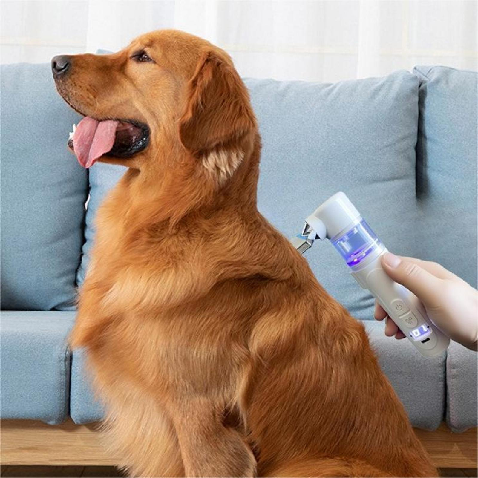 Ein Golden Retriever wird mit einem Pflegegerät getrimmt. Er sitzt auf einem blauen Sofa.