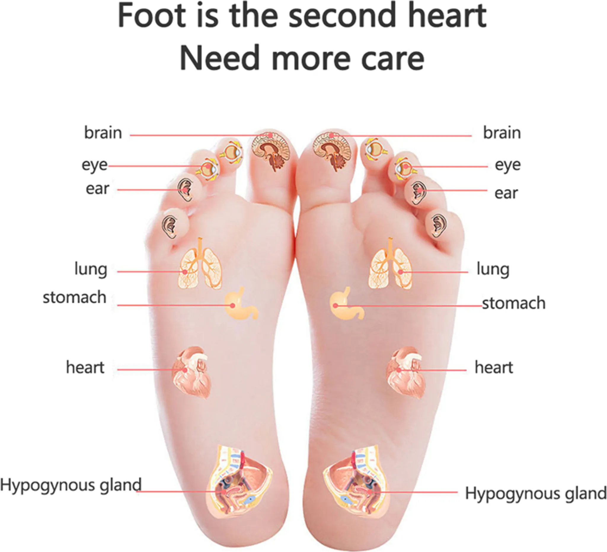 Diagramm der Fußreflexzonenmassage, das Organe zeigt, die auf Füßen abgebildet sind, einschließlich Gehirn, Auge, Ohr, Lunge, Magen, Herz und Drüse.