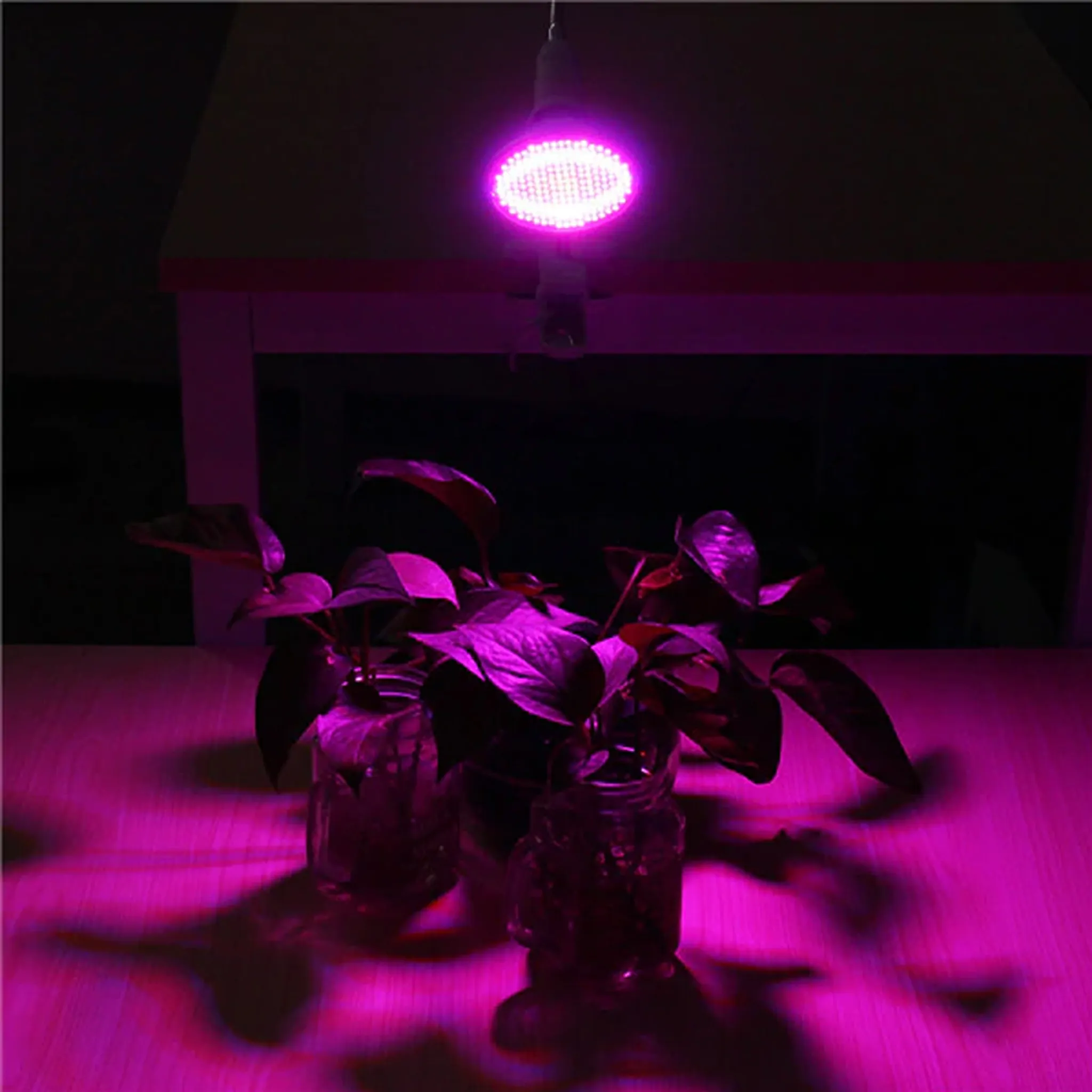 Violettes Pflanzenlicht beleuchtet Pflanzen in Gläsern. Dunkler Hintergrund und Tisch. Violettes Licht erzeugt Schatten.
