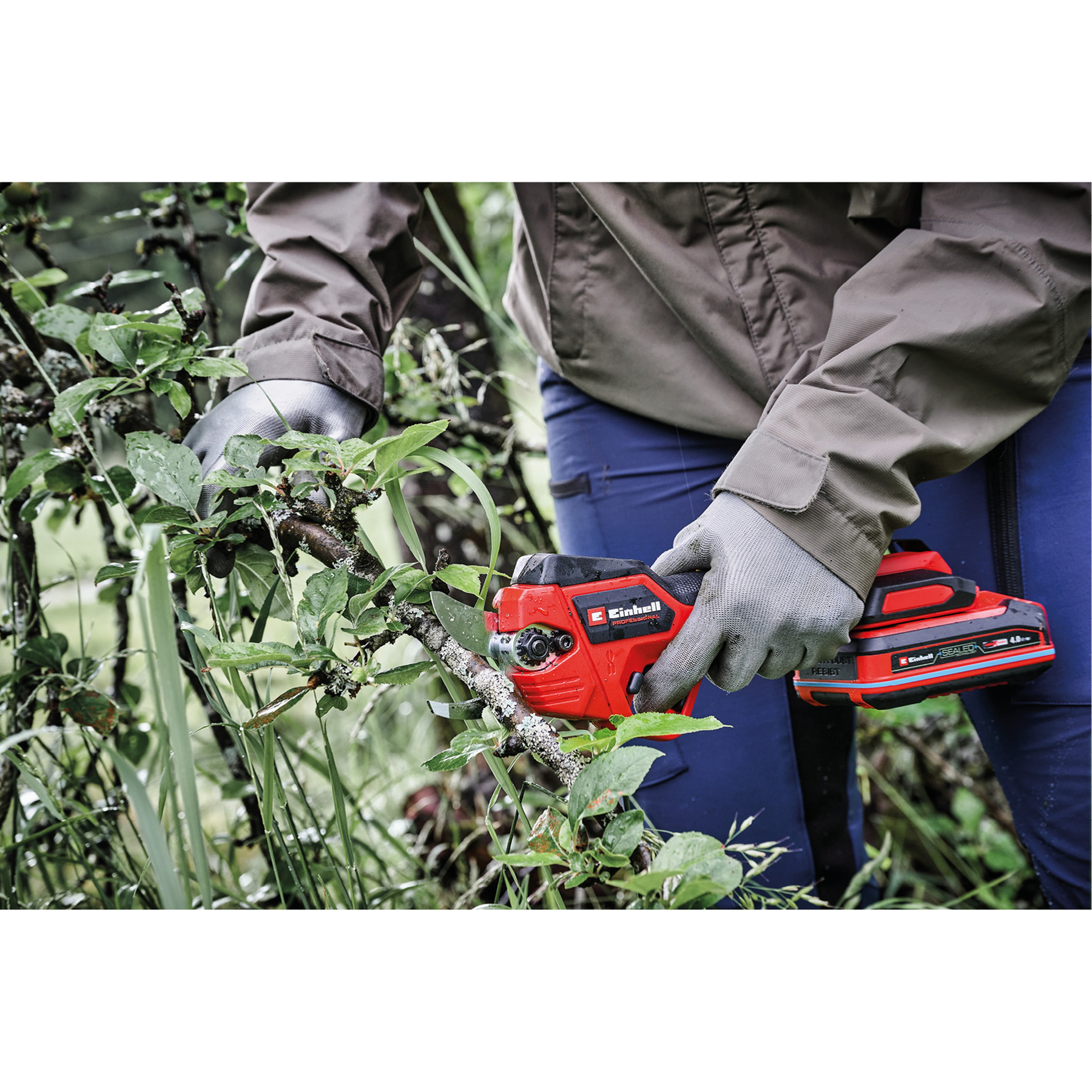 Osoba przycina krzew czerwonymi nożycami elektrycznymi Einhell. Osoba ma na sobie rękawice i brązową kurtkę. Widoczne są zielone liście.