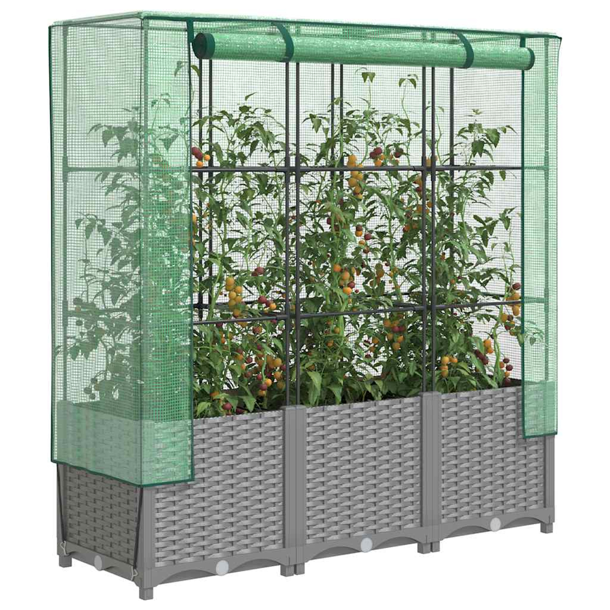 Un'aiuola rialzata con piante di pomodoro all'interno di un recinto a rete verde. L'aiuola è grigia e le piante hanno pomodori rossi/gialli.