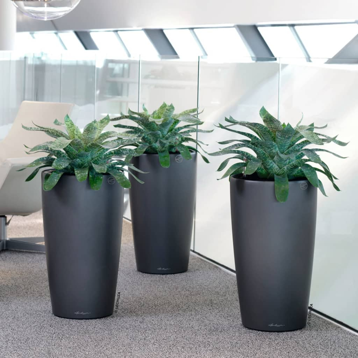 Drei dunkelgraue Pflanzgefäße mit grünen Pflanzen stehen auf grauem Teppichboden in einem Büro, mit Glaswänden.