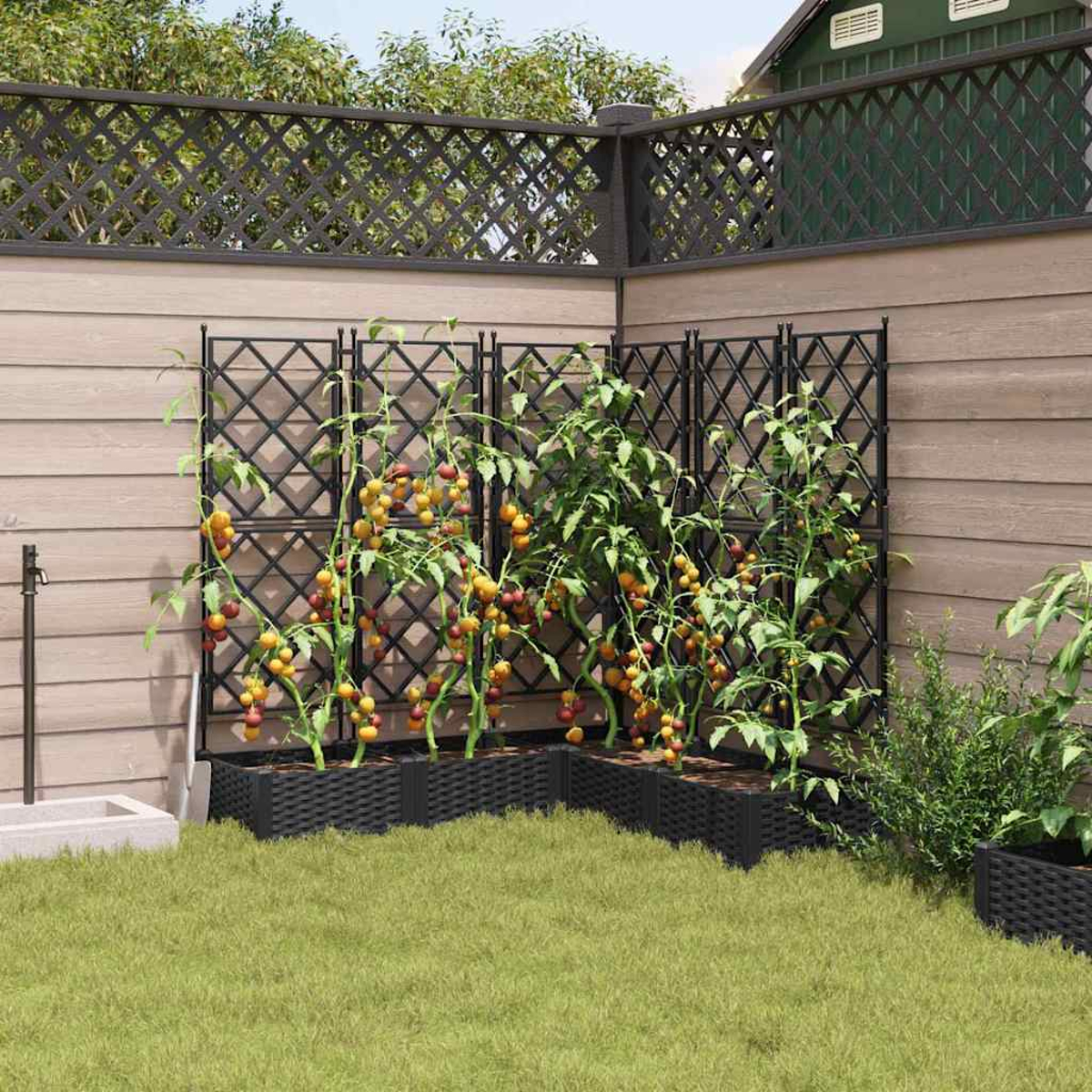 Eine Gartenecke mit Tomatenpflanzen an Spalieren. Schwarze Pflanzgefäße und ein Zaun. Grünes Gras und Holzverkleidung.