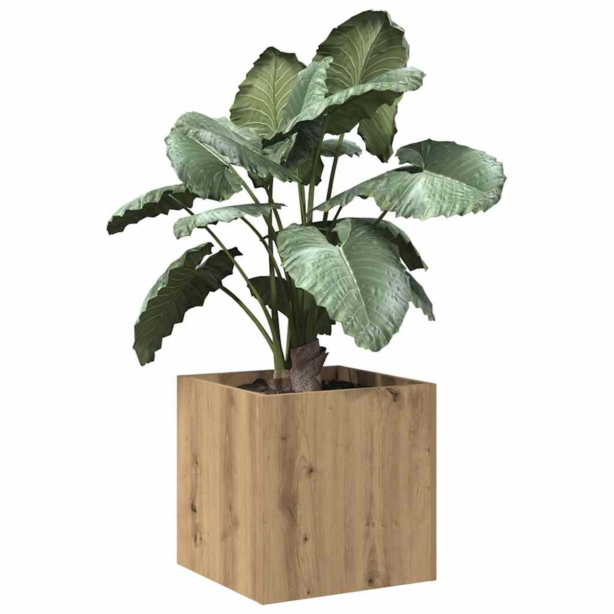 Grande pianta frondosa in un vaso quadrato di legno. Le foglie sono verdi e il vaso è di colore marrone chiaro. Lo sfondo è bianco.