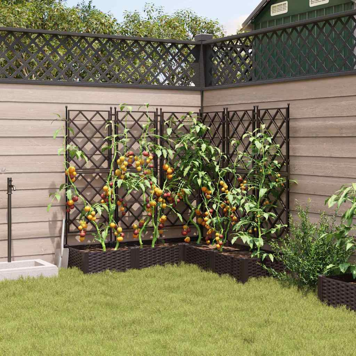Tomatenpflanzen mit reifen Früchten wachsen an einem Spalier im Garten. Braune Pflanzkästen und ein Zaun sind sichtbar, mit Gras davor.