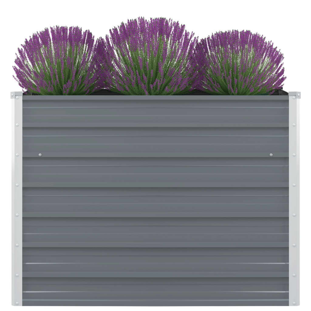 Drei Lavendelpflanzen mit lila Blüten und grünem Laub in einem grauen Metallpflanzer mit weißen Rändern, vor weißem Hintergrund.