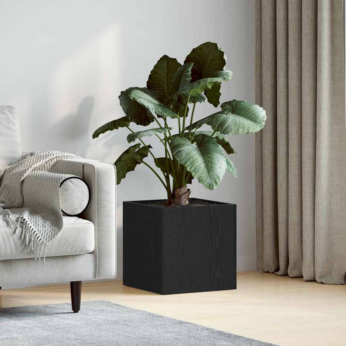 Una grande pianta in vaso con grandi foglie verdi è in un vaso quadrato nero. Un divano bianco a sinistra e tende beige a destra.