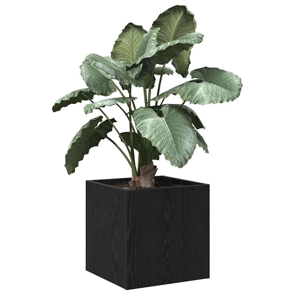 Una grande pianta frondosa in una fioriera quadrata di legno nero. La pianta ha grandi foglie verdi. Lo sfondo è bianco.