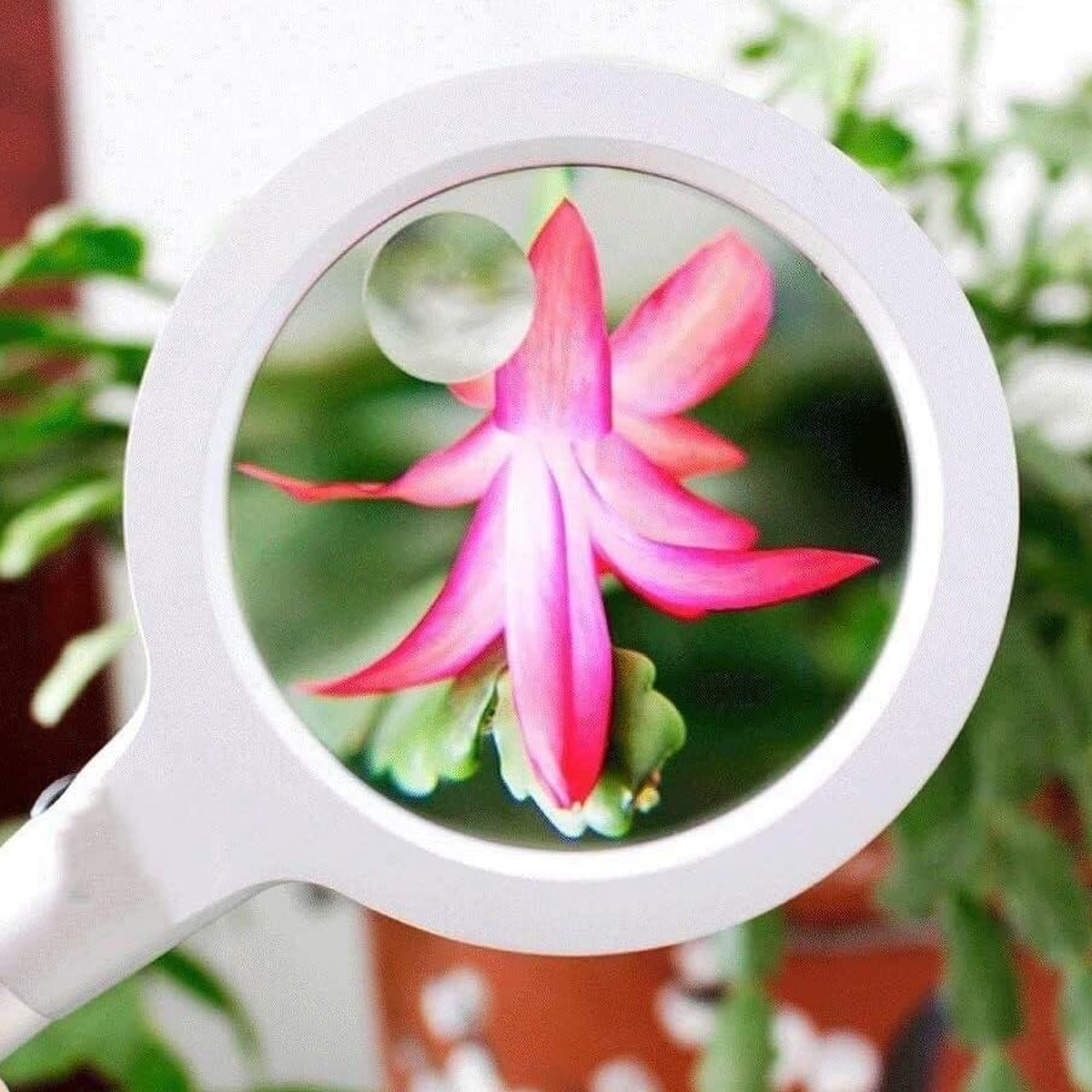 Eine rosa Blume wird durch eine weiße Lupe vergrößert. Grüne Blätter und ein brauner Topf sind im Hintergrund.