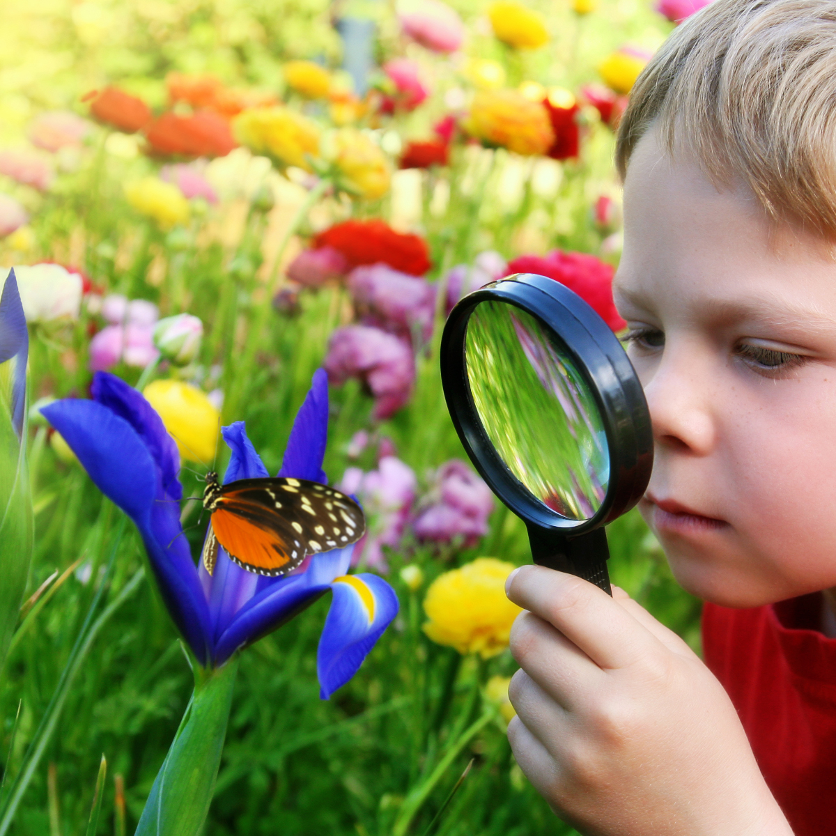 Ein Junge betrachtet mit einer Lupe einen Schmetterling auf einer blauen Blume. Bunte Blumen sind im Hintergrund.