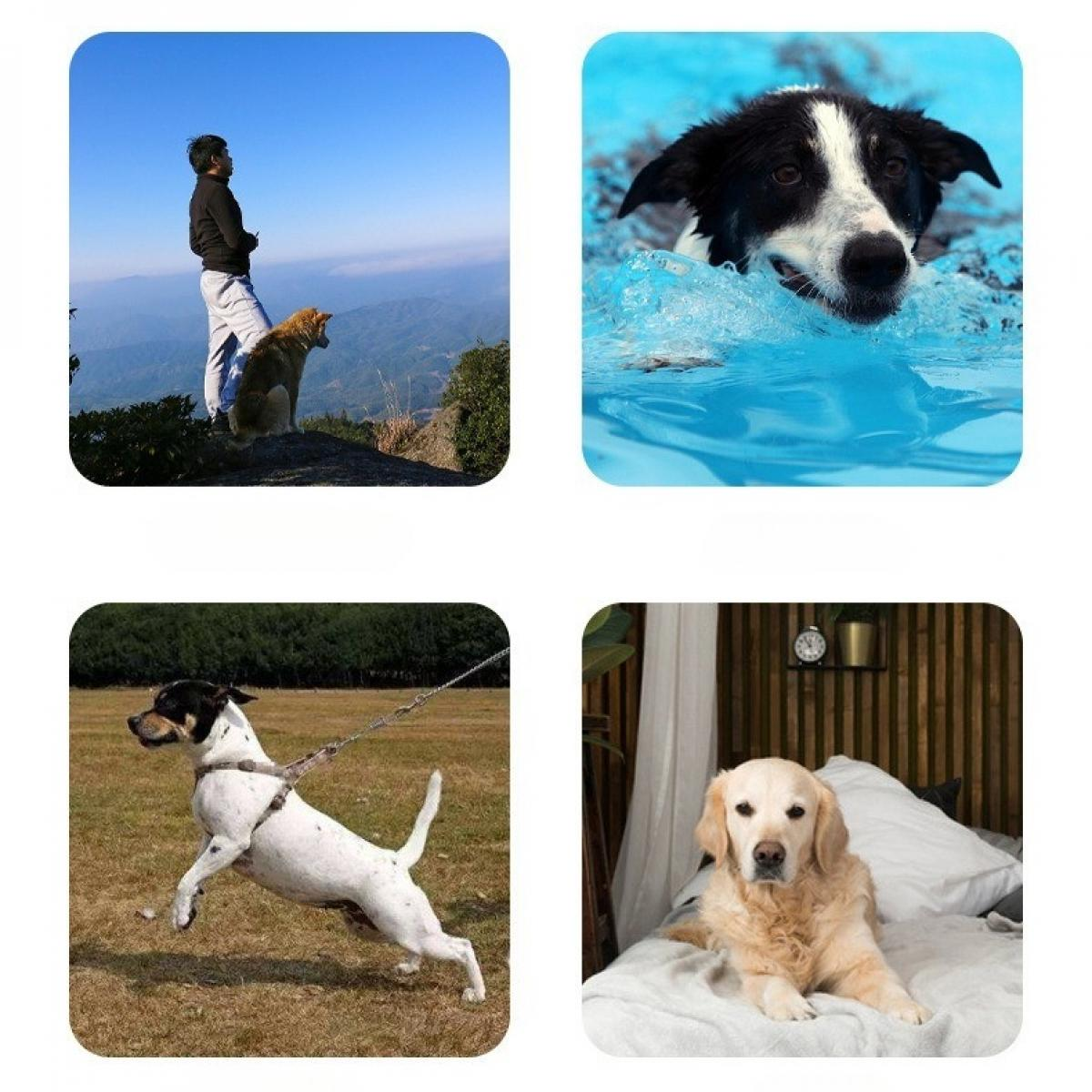 Ein Mann und ein Hund auf einem Berggipfel. Ein Hund schwimmt im Wasser. Ein Hund springt auf einem Feld. Ein Hund liegt auf einem Bett.