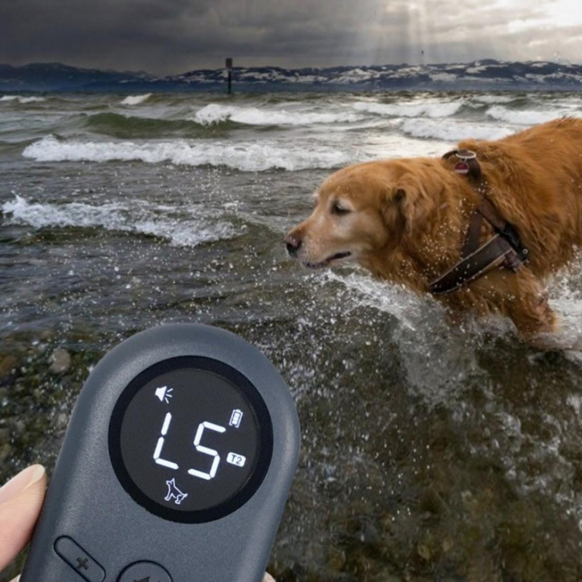 Ein Golden Retriever-Hund geht im Wasser. Im Vordergrund befindet sich ein Gerät mit Zahlen und einem Hundesymbol.