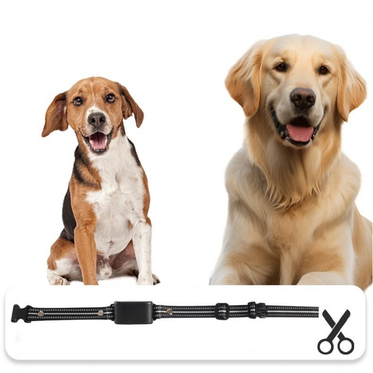 Zwei Hunde, ein Beagle und ein Golden Retriever, mit einem schwarz-grauen Halsband und einer Schere. Der Hintergrund ist weiß.