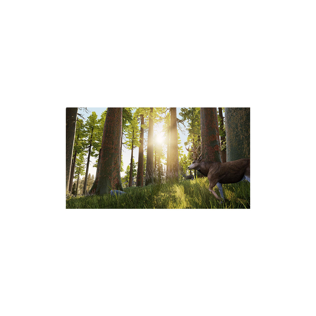 Un cervo cammina in una foresta soleggiata. Alti alberi con tronchi marroni e cime verdi circondano il cervo. La luce del sole splende intensa.