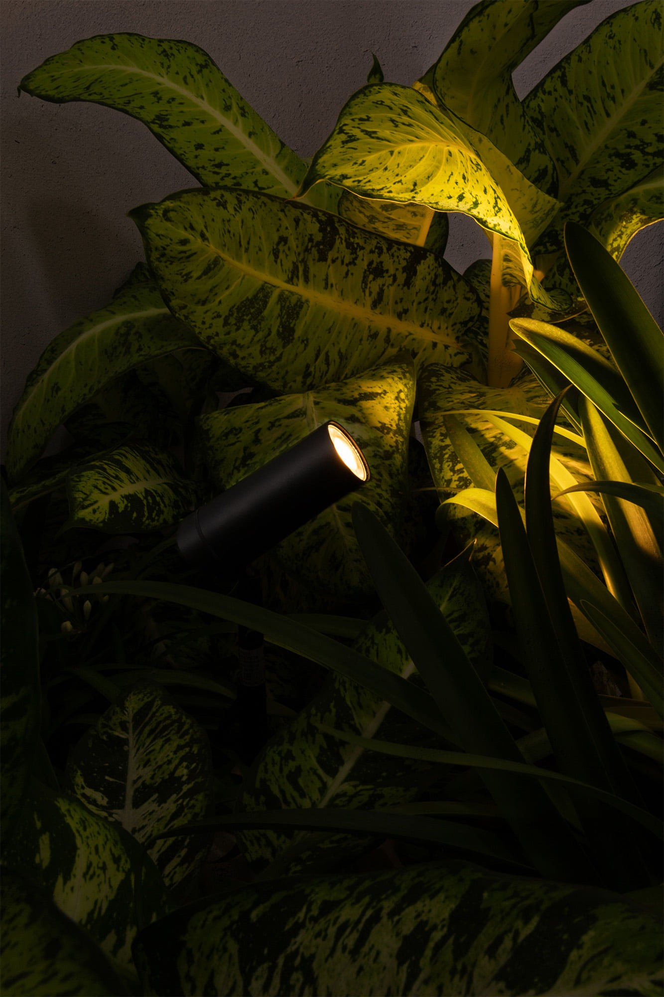Un faretto nero illumina foglie verdi e gialle. Lo sfondo è grigio scuro, evidenziando i dettagli della pianta.