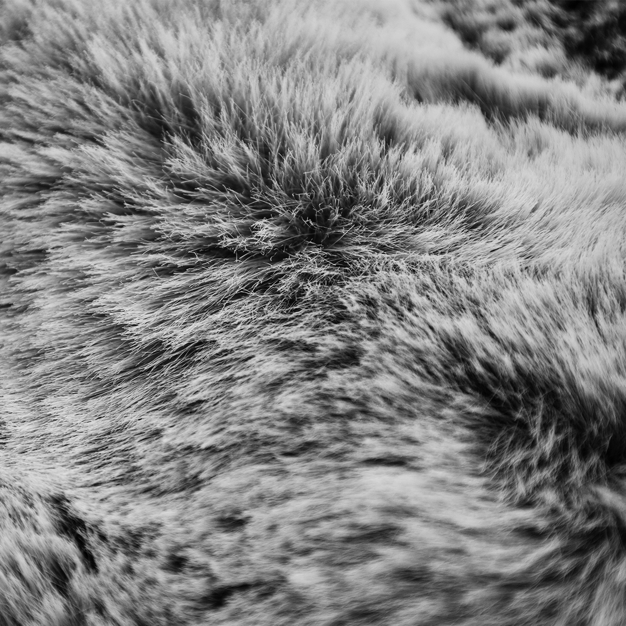 Close-up of soft, gray fur. The texture is dense with varying shades, creating a fluffy, tactile appearance.