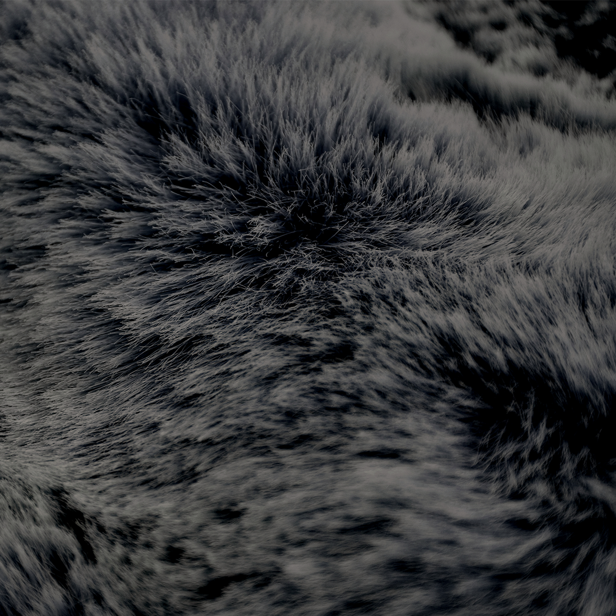 Gros plan sur une fourrure gris foncé. La texture est douce et dense, avec des poils individuels visibles.