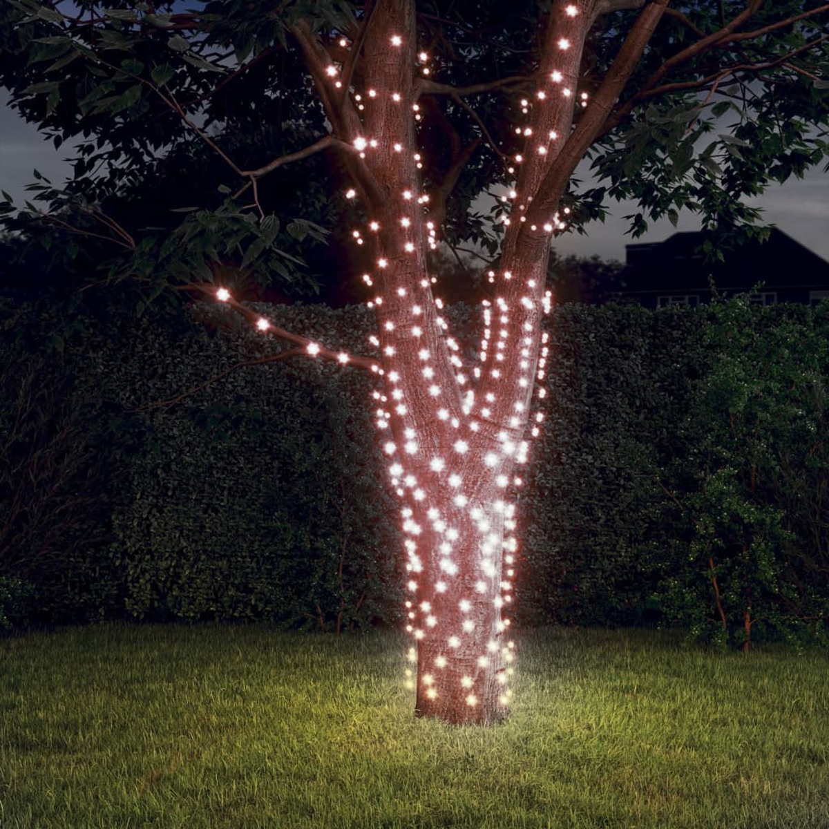 Ein Baum ist mit hellen weißen Lichtern umwickelt. Er steht in einem grasbewachsenen Garten in der Dämmerung. Im Hintergrund befinden sich eine dunkle Hecke und ein Haus.