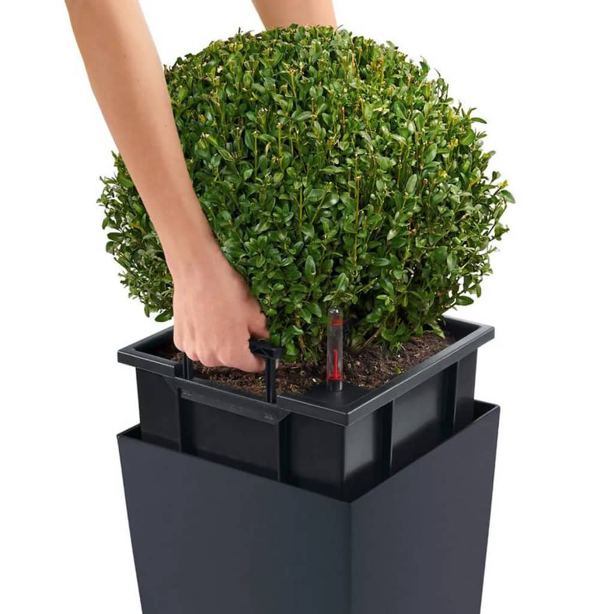 Des mains tiennent une plante verte et sphérique dans un pot noir. Il y a un indicateur de niveau d'eau.