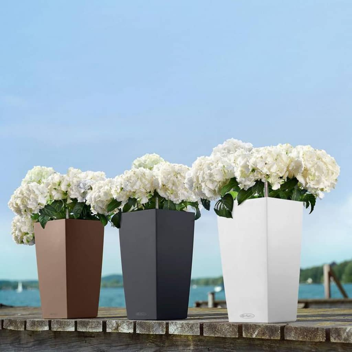 Trois pots de fleurs avec des hortensias blancs sur une jetée en bois, lac et ciel bleu en arrière-plan.