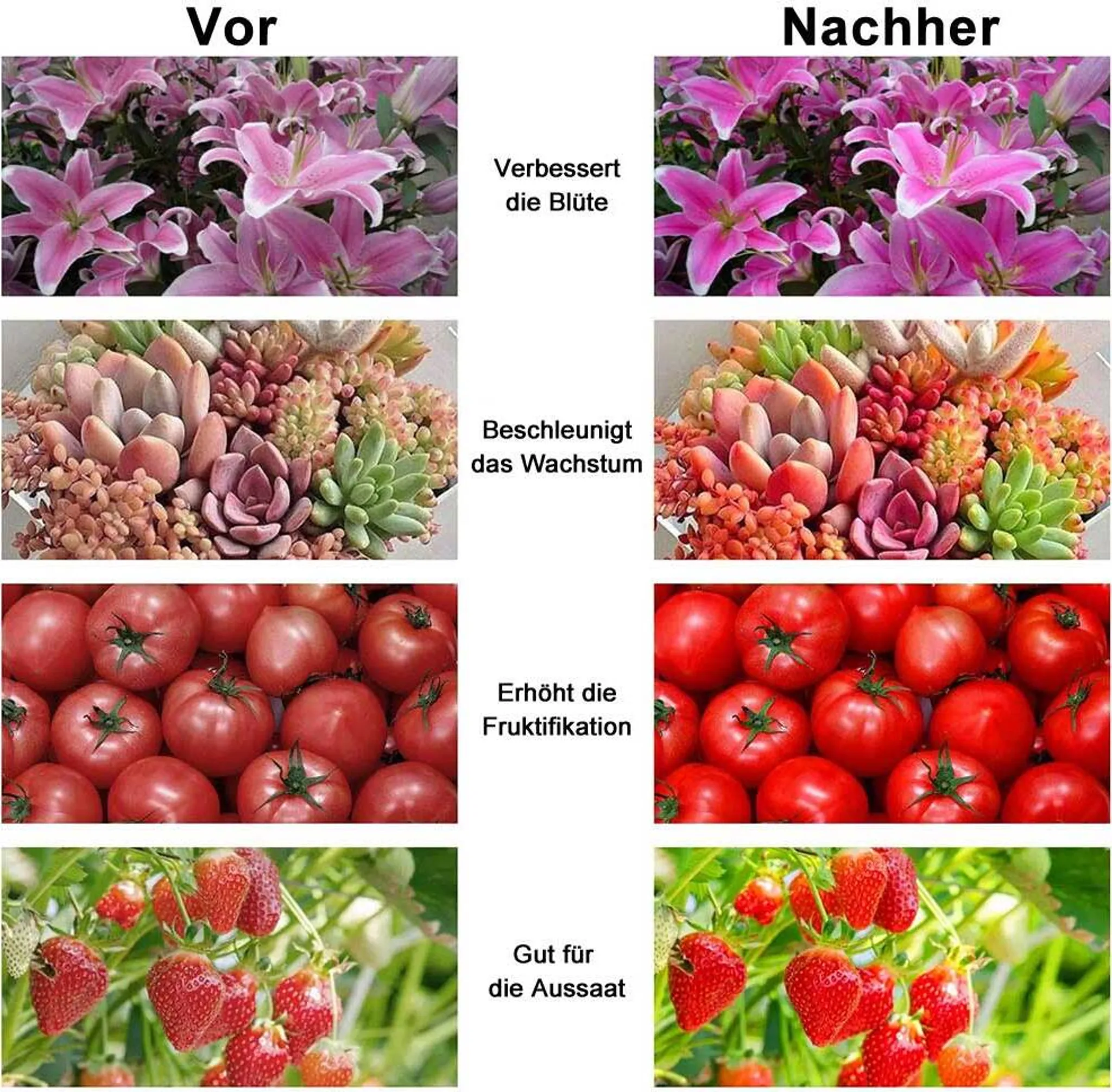 Vergleichsbild zeigt 'Vorher'- und 'Nachher'-Ergebnisse von Pflanzenbehandlungen. Blumen, Sukkulenten, Tomaten und Erdbeeren werden gezeigt.