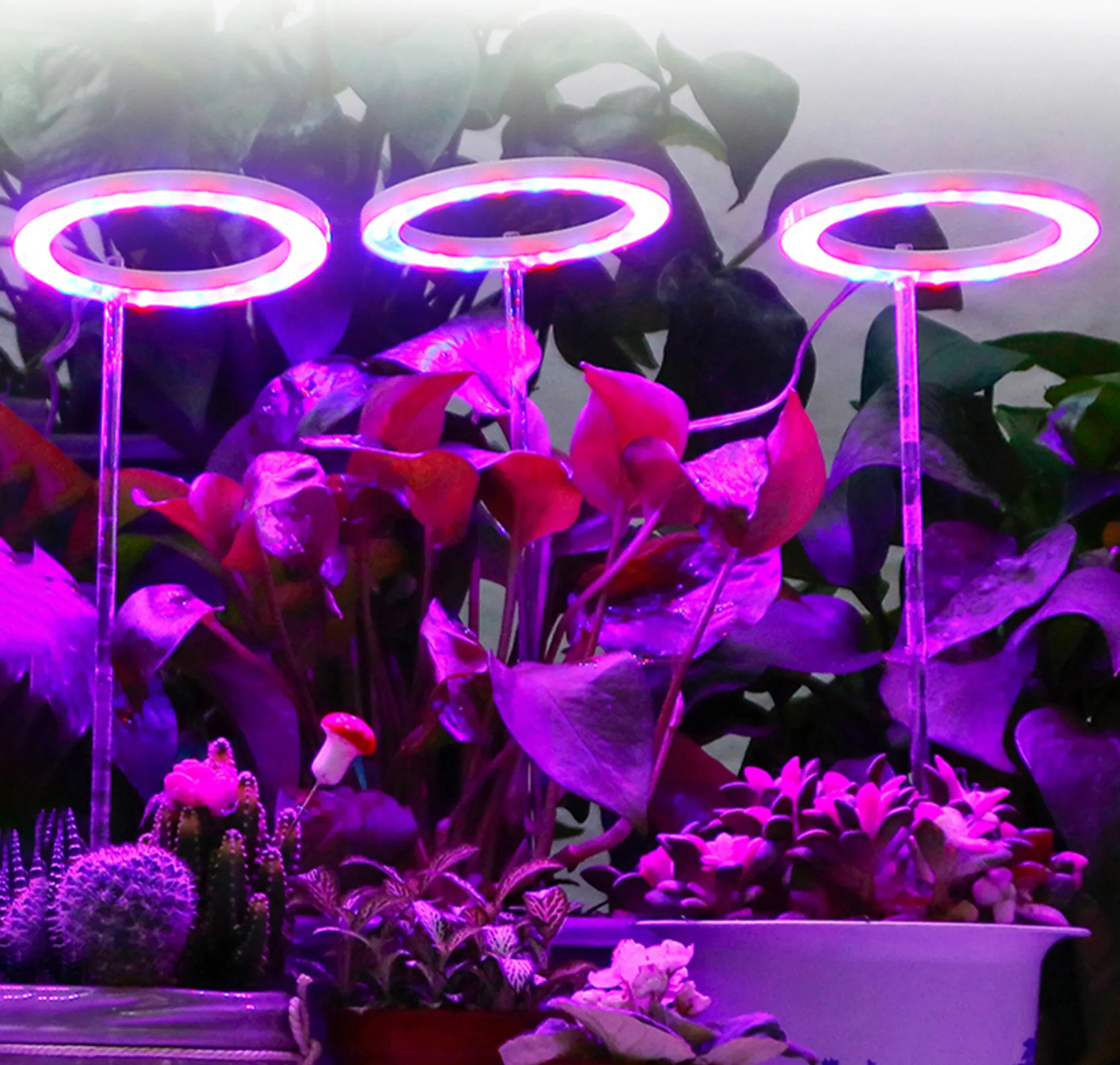 Drei Ringlichter beleuchten verschiedene Pflanzen, darunter Kakteen und Sukkulenten. Die Szene ist in violettes Licht getaucht.