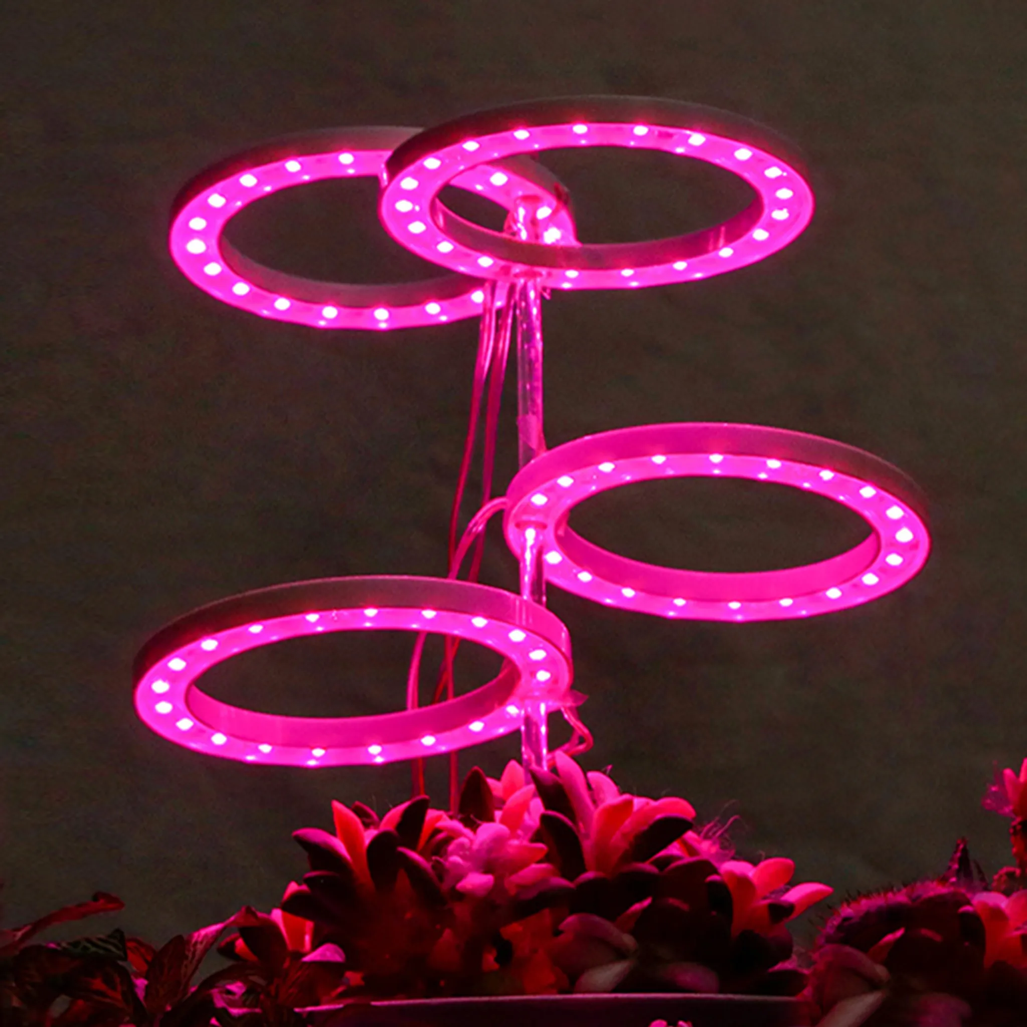 Vier rosa LED-Ringe beleuchten die Pflanzen darunter. Die Ringe sind über den Pflanzen aufgehängt. Dunkler Hintergrund.