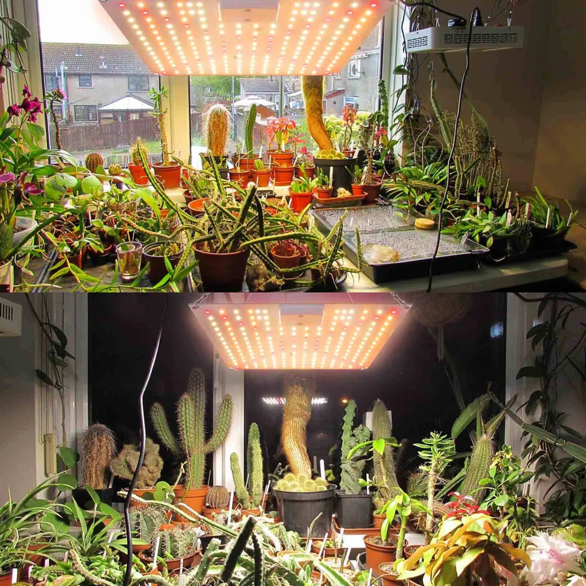 Zwei Ansichten eines Fensters voller Topfpflanzen, darunter Kakteen, Orchideen und anderes Grün, beleuchtet von Pflanzenlampen.
