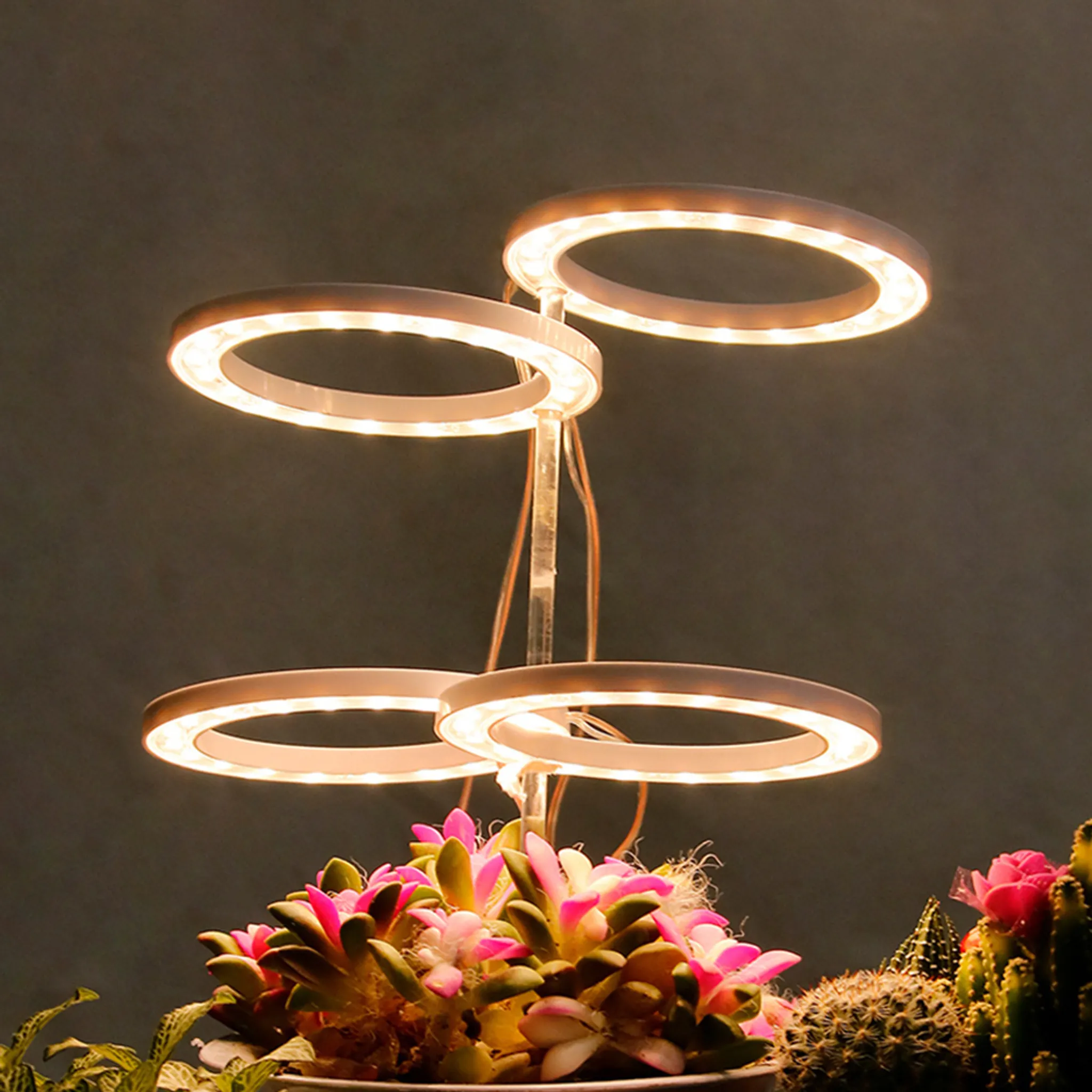 Eine Pflanzenlampe mit vier leuchtenden Ringen über Topfrosen, Sukkulenten und einem Kaktus.