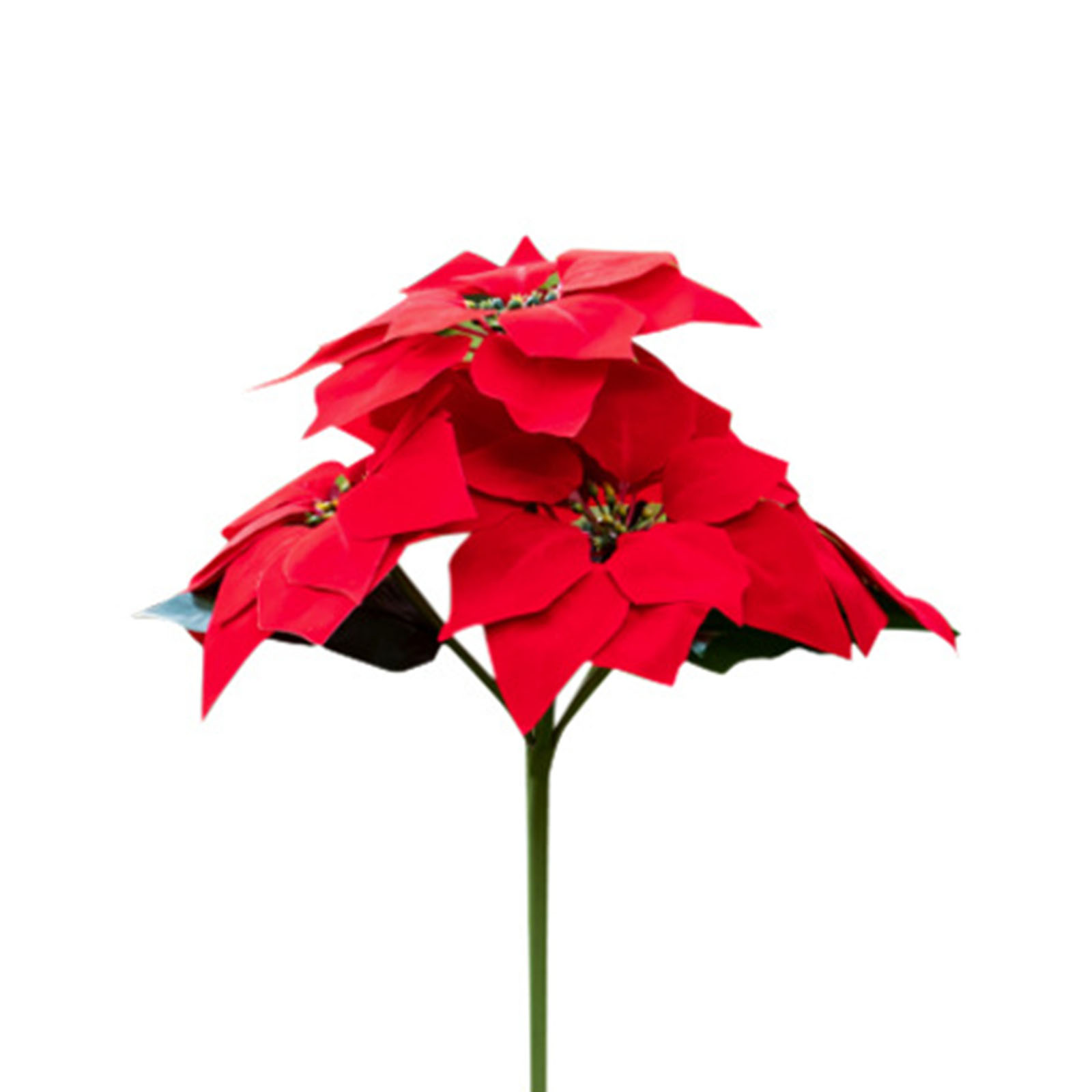 Eine Poinsettia-Pflanze mit leuchtend roten Blättern und einem grünen Stiel auf weißem Hintergrund.