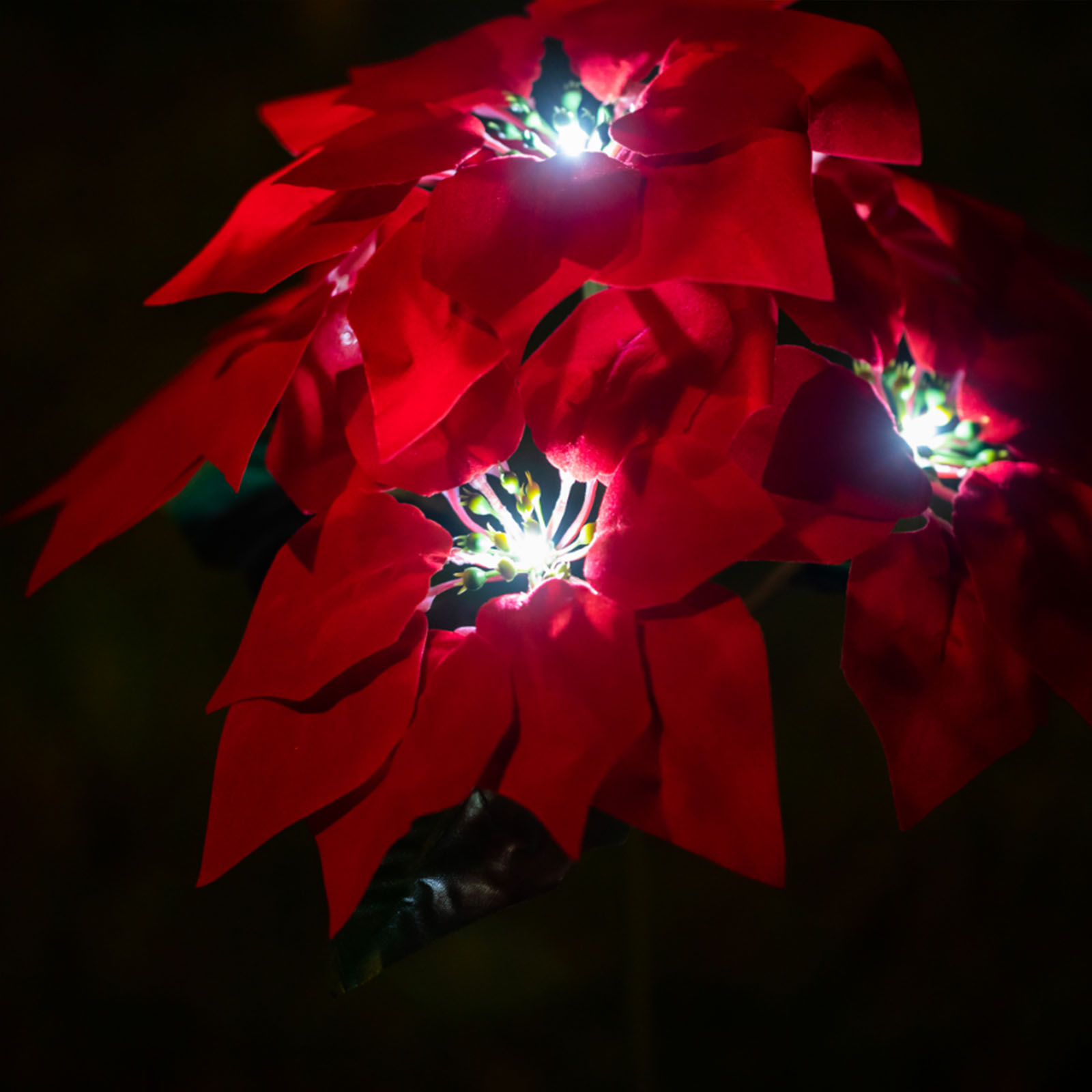 Nahaufnahme einer roten Poinsettie mit hellen Lichtern in der Mitte. Dunkler Hintergrund.
