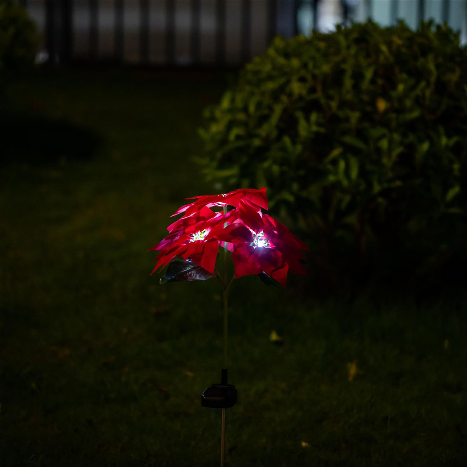 Ein rotes, poinsettienförmiges Solarlicht steht in einem dunklen Garten. Grünzeug ist im Hintergrund. Das Licht ist an.
