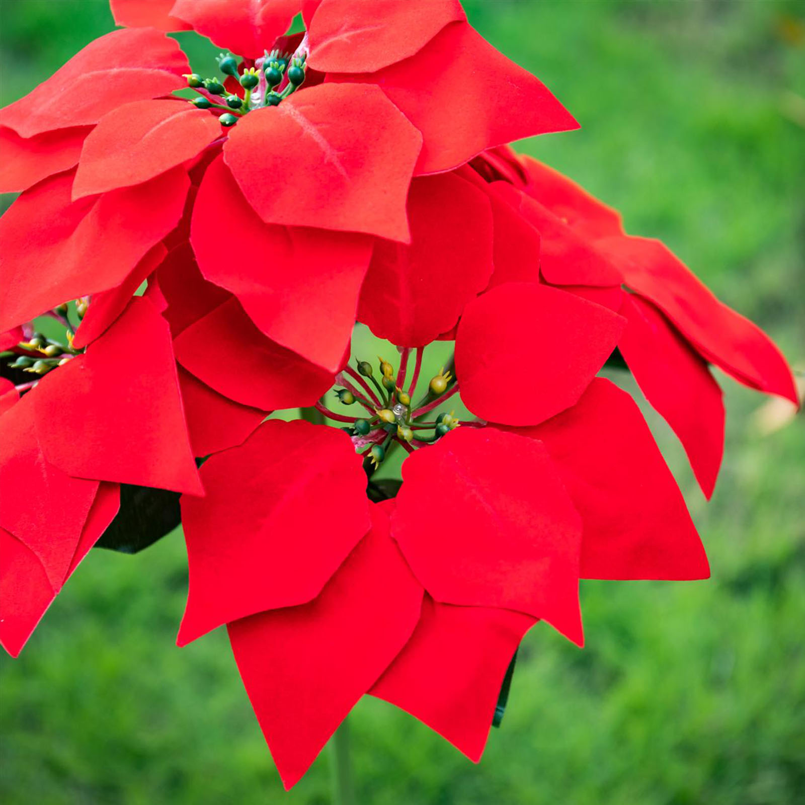 Nahaufnahme einer Poinsettia-Blume. Große, leuchtend rote Blütenblätter umgeben eine zentrale Gruppe grüner Knospen.