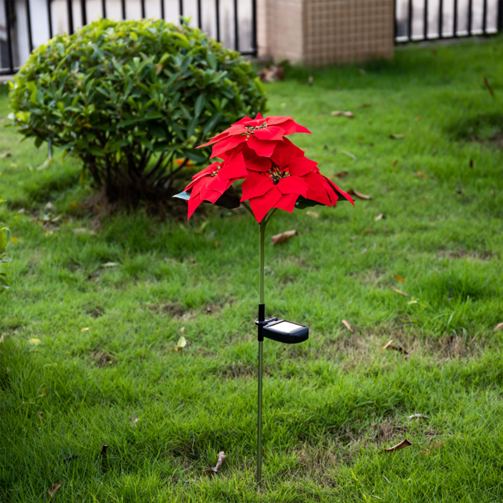 Eine rote Weihnachtsstern-Solar-Gartenleuchte steht auf grünem Gras, ein grüner Busch ist im Hintergrund. Zaun und Gebäude im Hintergrund.