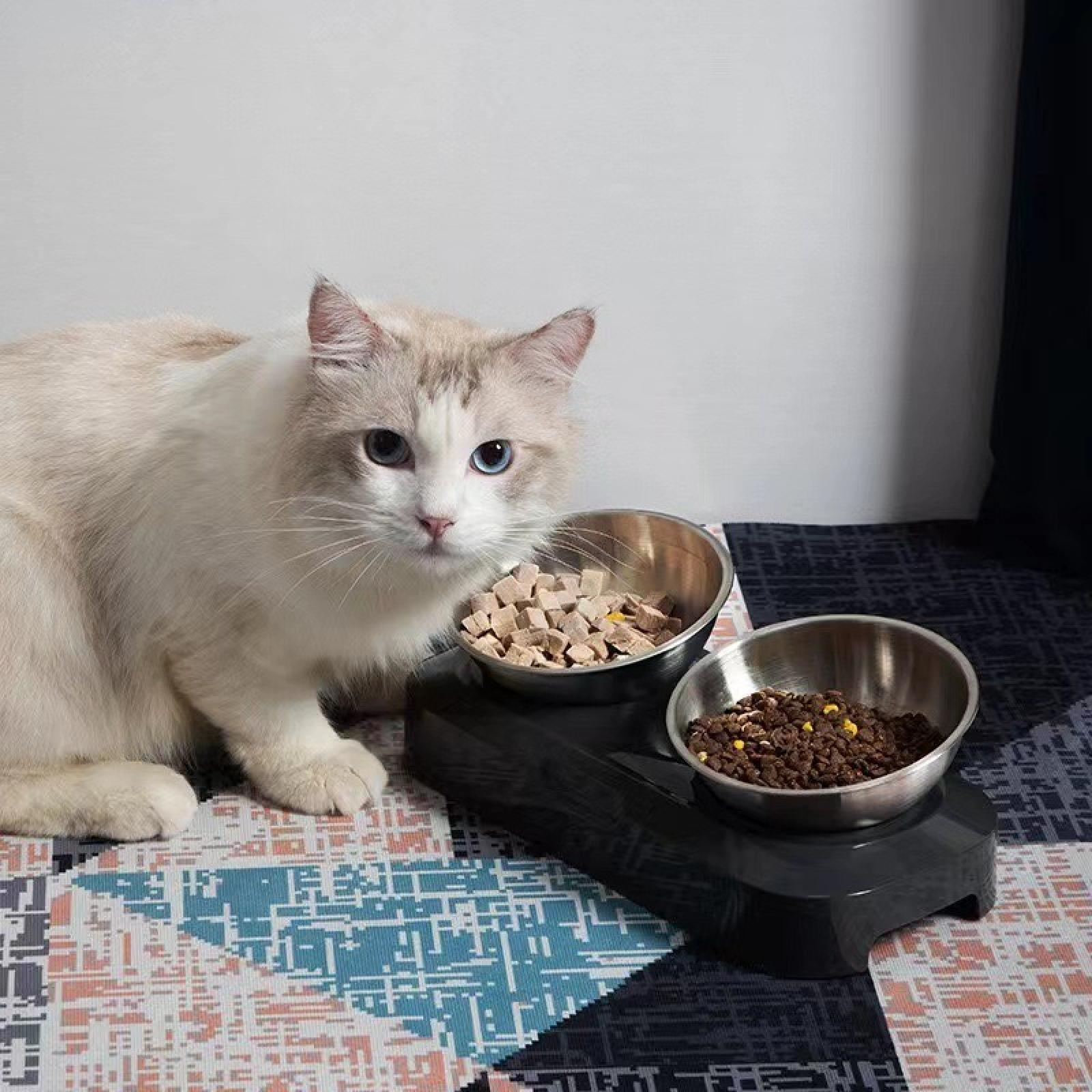 Eine Ragdoll-Katze sitzt in der Nähe von zwei Futternäpfen. Die Katze hat blaue Augen und weißes und graues Fell. Schalen stehen auf einem schwarzen Ständer.