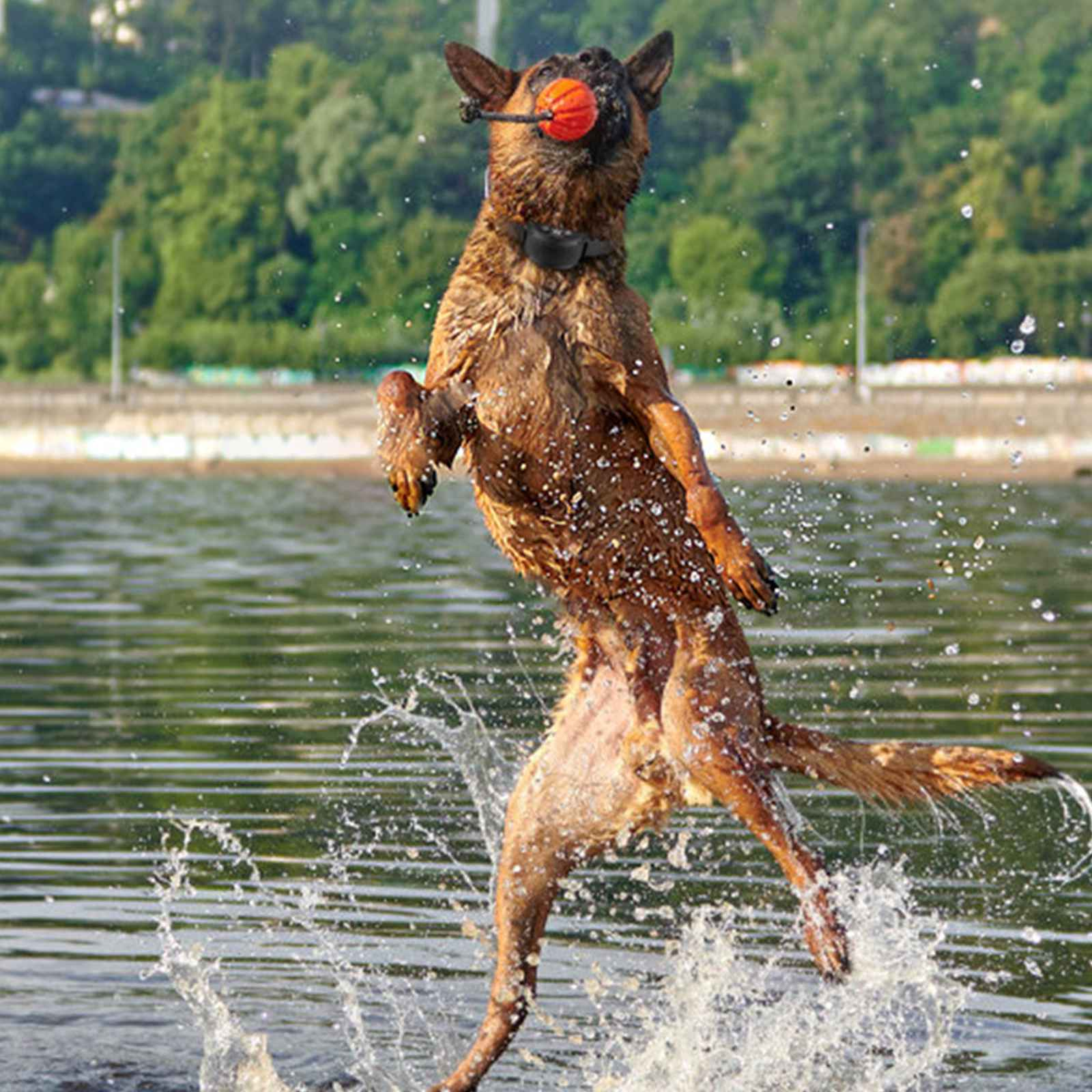 Ein nasser Hund springt aus dem Wasser und hält einen orangefarbenen Ball. Wasser spritzt herum. Bäume sind im Hintergrund.